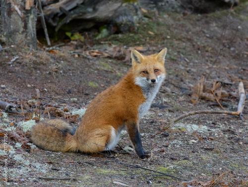 Fototapeta Naklejka Na Ścianę i Meble -  Red Fox Portrait