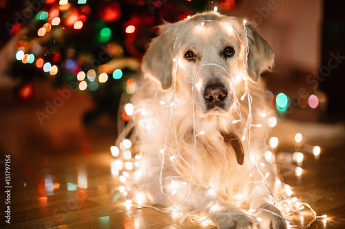 Fototapeta Naklejka Na Ścianę i Meble -  Christmas Labrador in garland