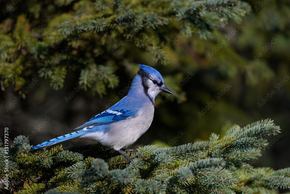 Obraz premium Blue Jay on Pine Tree 
