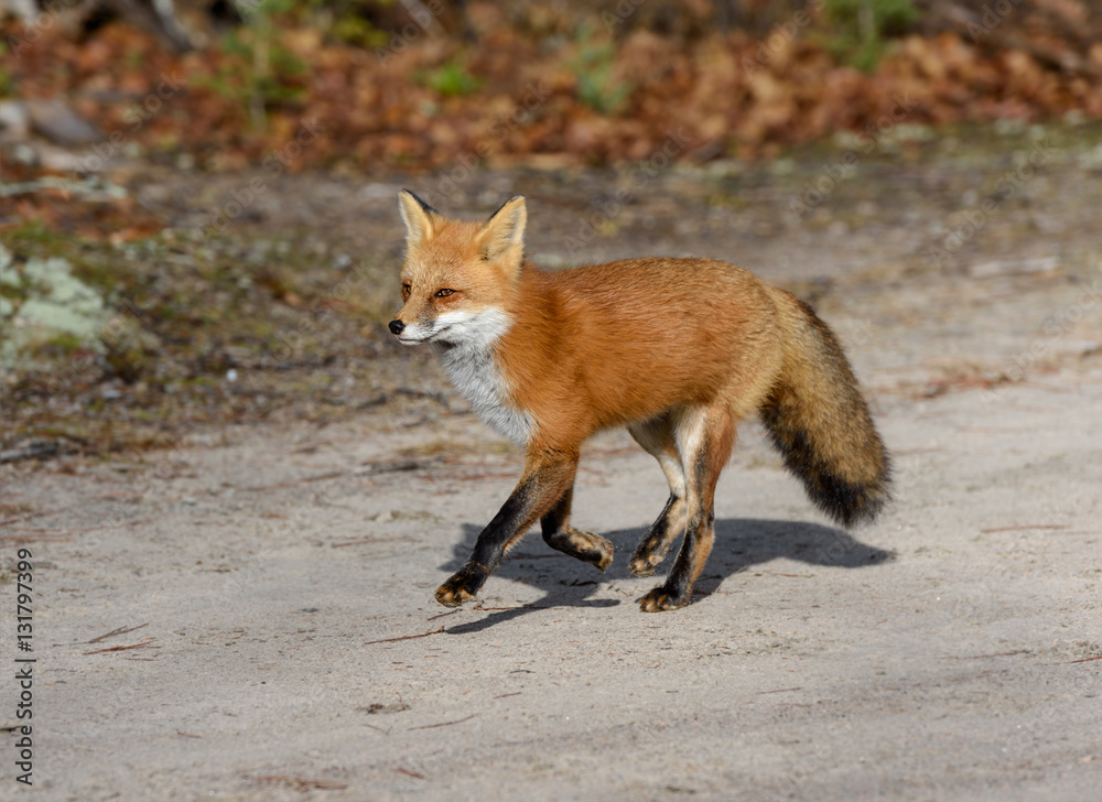 Red Fox Running Red Fox Running