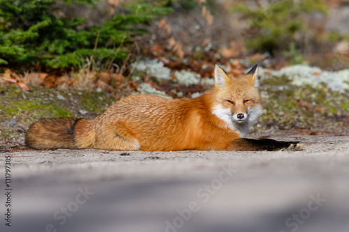 Fototapeta Naklejka Na Ścianę i Meble -  Red Fox Resting