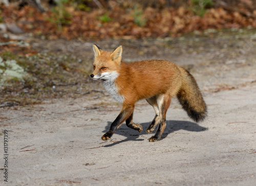 Red Fox Running © FotoRequest