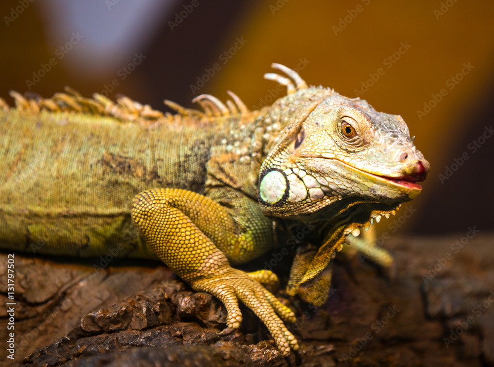 Live wild reptiles lizards shot close-up in nature