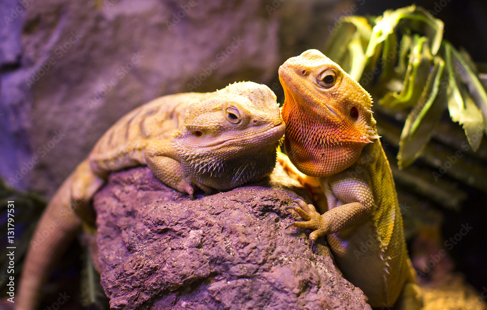 Naklejka premium Live wild reptiles lizards shot close-up in nature