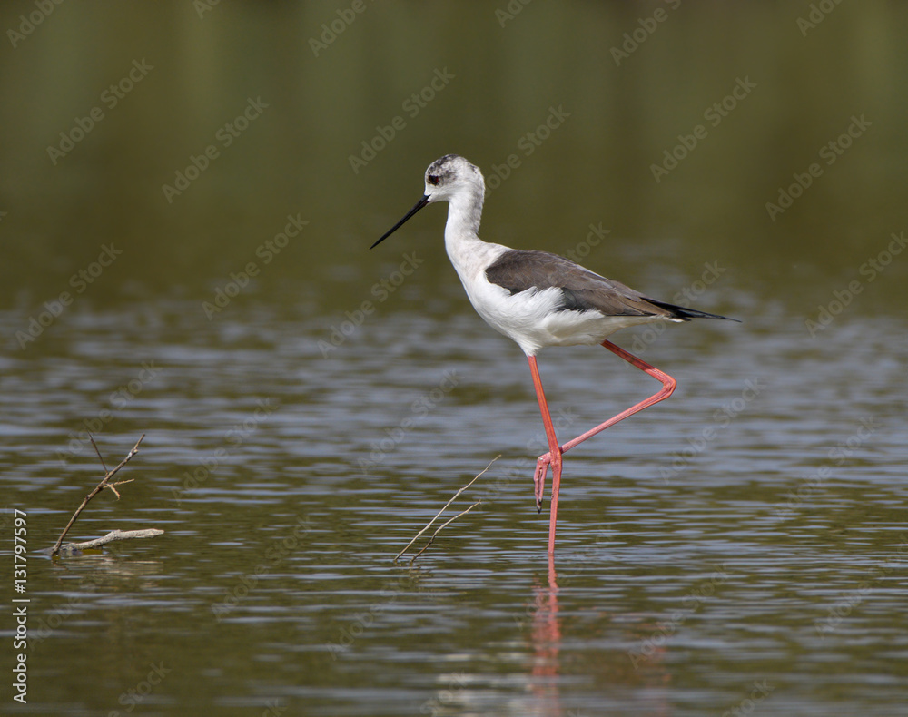 Black-winged Stilt on Green Background Black-winged Stilt on Green Background