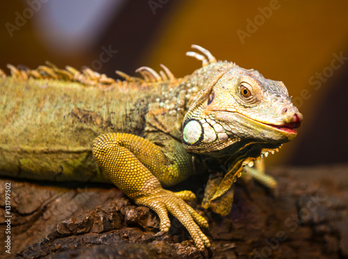 Live wild reptiles lizards shot close-up in nature