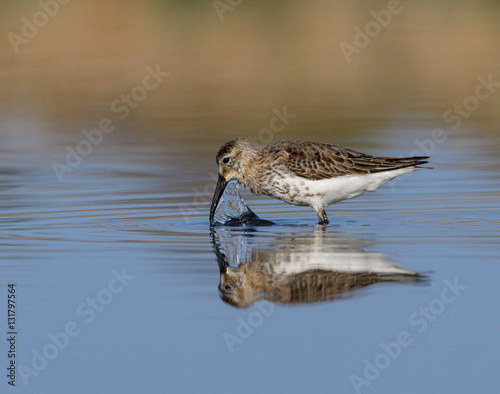 Broad-billed Sandpiper with Reflection Foraging in Early Morning Light