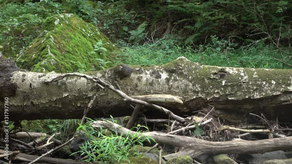 Hiker crossing a log near the stream Hiker crossing a log near the stream