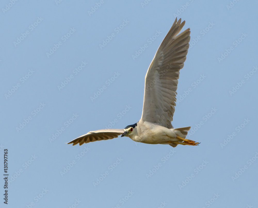 Fototapeta premium Black-crowned Night Heron in Flight