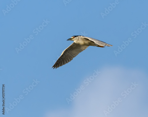 Black-crowned Night Heron in Flight on Blue Sky