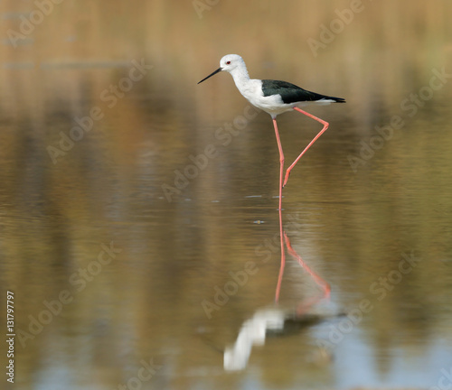  with ReflectionBlack-winged Stilt © FotoRequest