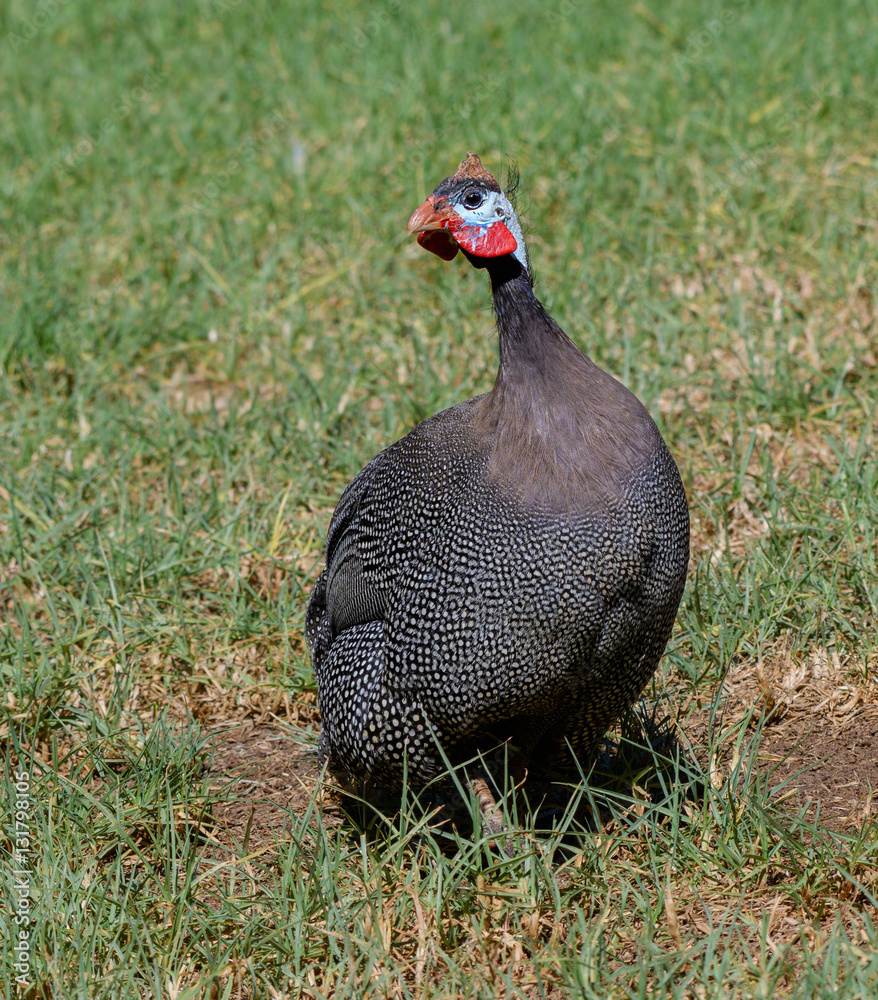 Fototapeta premium Guineafowl
