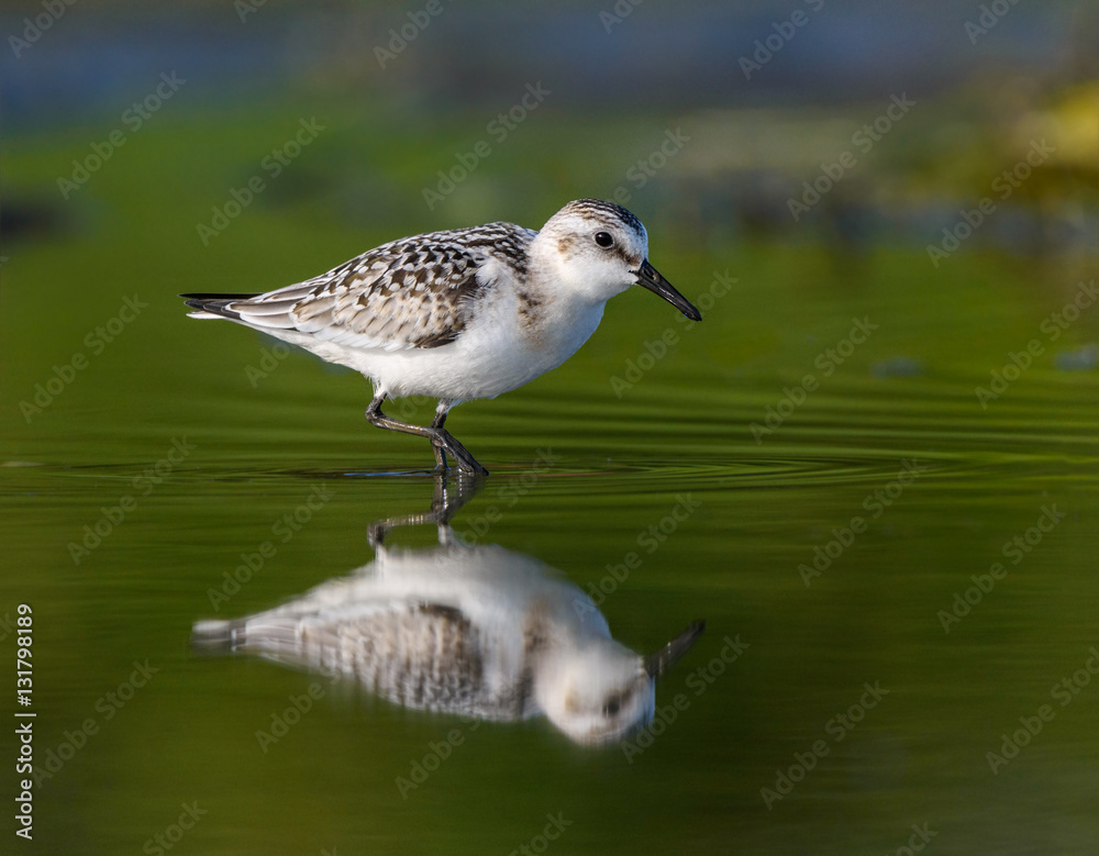 Sanderling Sanderling