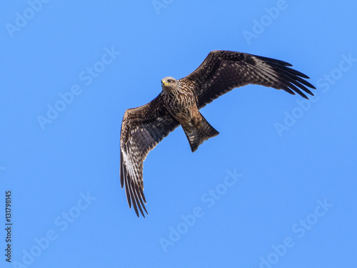 Black Kite Bird in flight on Blue Sky