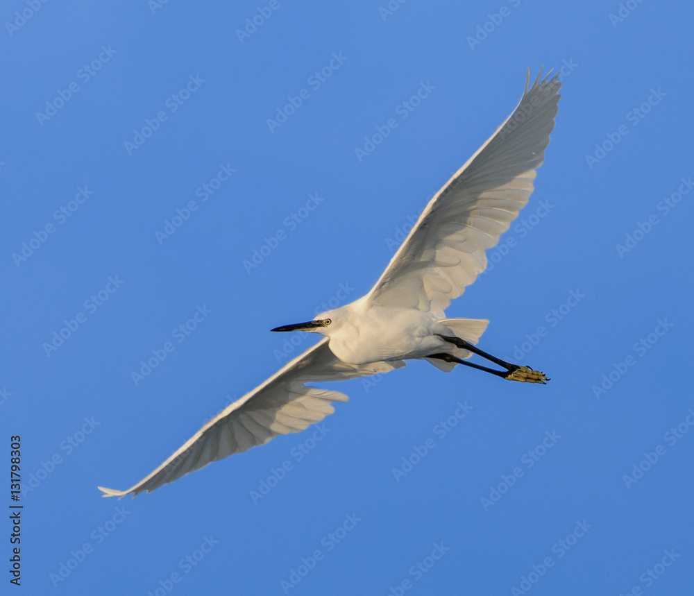 Fototapeta premium Little Egret in Flight on Blue Sky