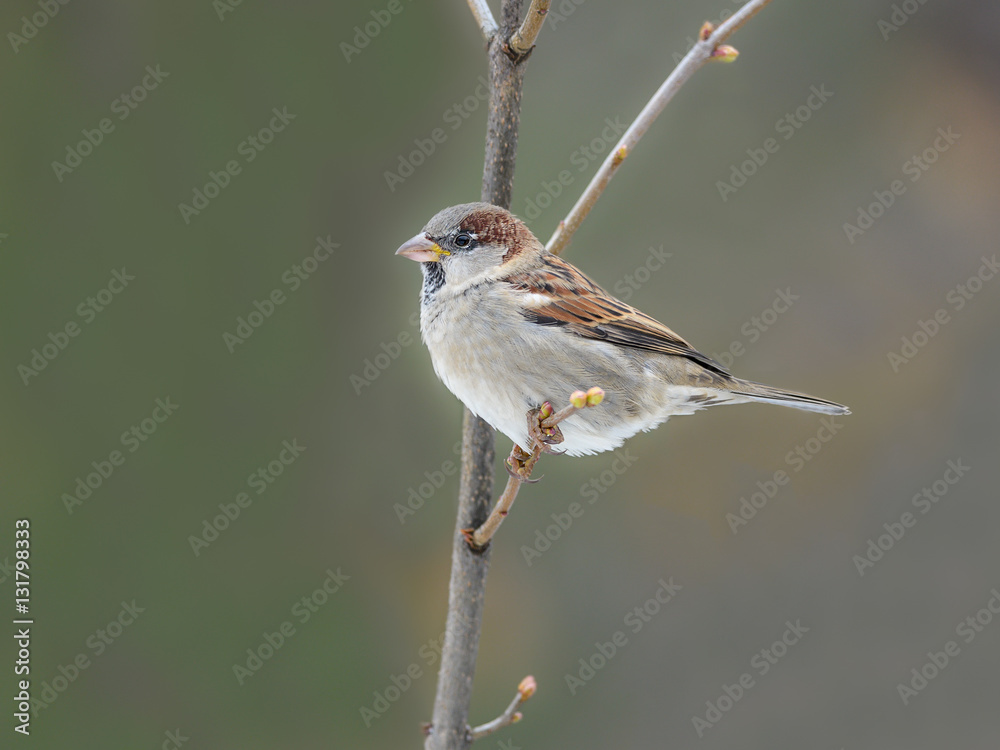 Obraz premium House Sparrow