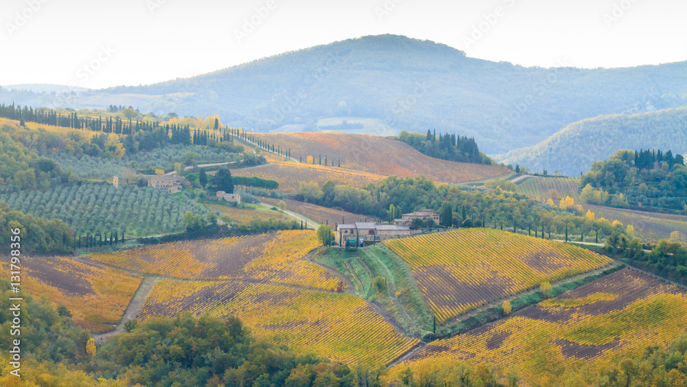 Fototapeta premium Chianti vineyard landscape in autumn
