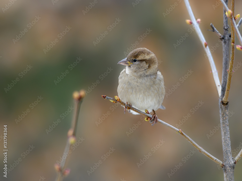 Fototapeta premium House Sparrow