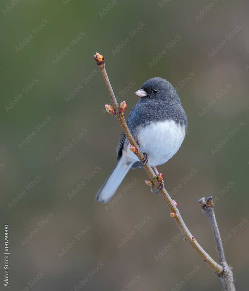 Fototapeta premium Dark-eyed Junco