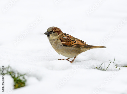 House Sparrow on Snow in Winter © FotoRequest