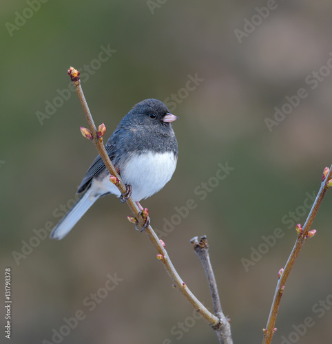 Dark-eyed Junco photo