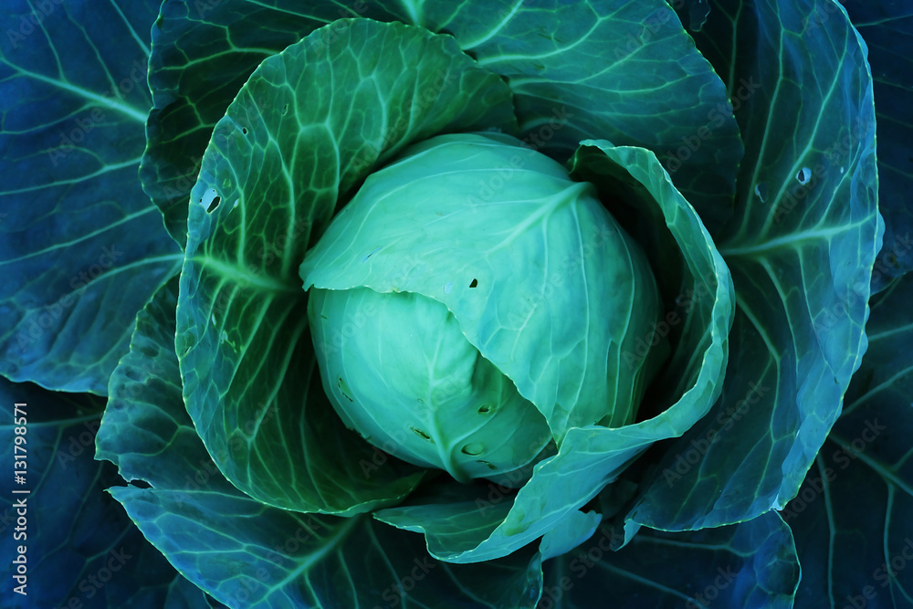 Obraz premium Agriculture fresh cabbage in Nontoxic farm. From rural of Thailand. 