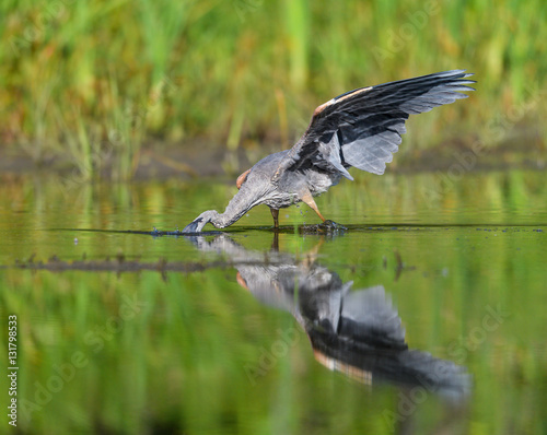 Great Blue Heron Fishing