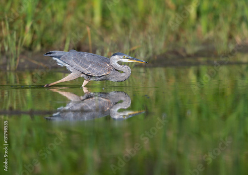 Great Blue Heron with Reflection Fishing