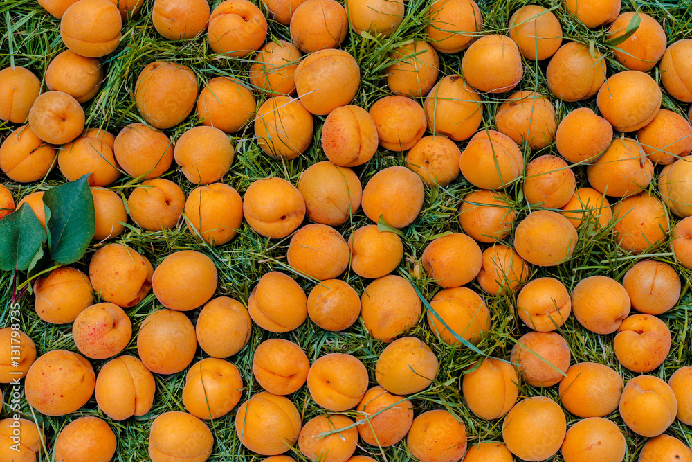 Pattern of juicy ripe apricots on the grass in garden.