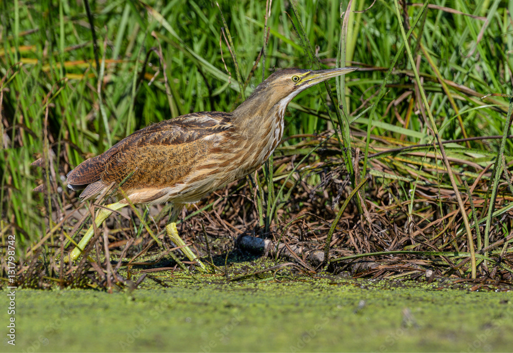 American Bittern American Bittern