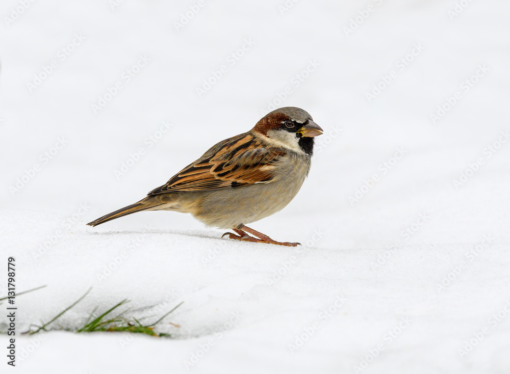 House Sparrow Perched on Snow House Sparrow Perched on Snow
