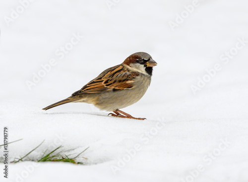 House Sparrow Perched on Snow