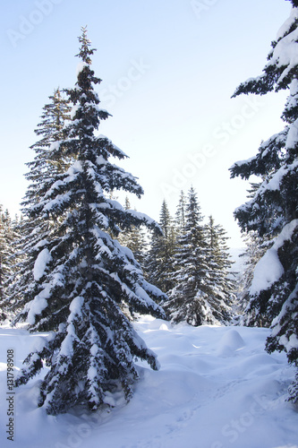 Winter forest. Snow covered spruces.