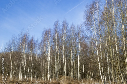 White  birches in the spring park