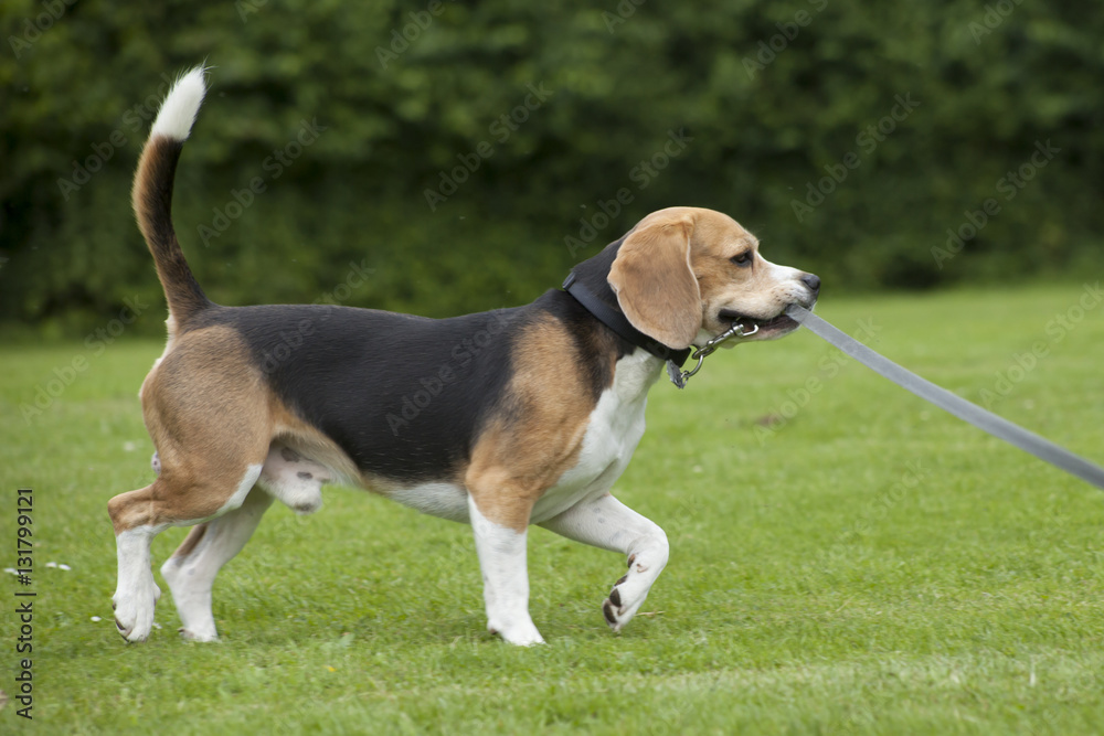 Beagle rennt auf einer Wiese Beagle rennt auf einer Wiese