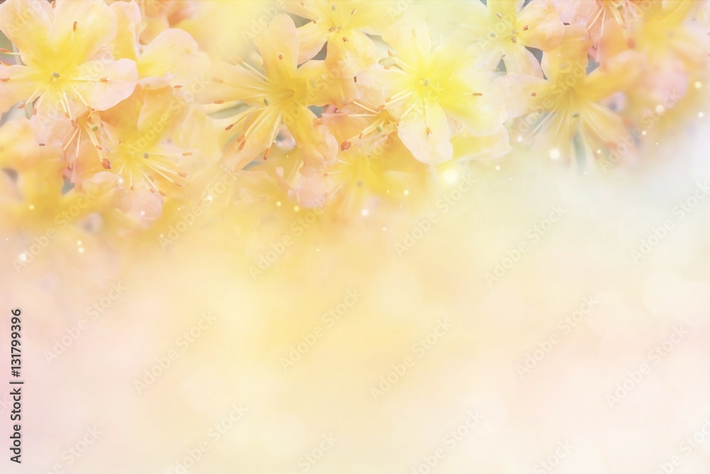 beautiful yellow flower soft background in pastel tone for valentine or  wedding with copy space Stock Photo | Adobe Stock