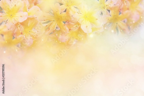 beautiful yellow flower soft background in pastel tone for valentine or wedding with copy space