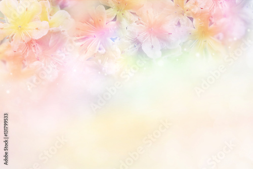 beautiful flower soft background in pastel tone for valentine or wedding  © doucefleur