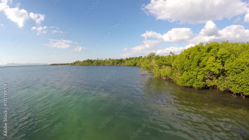 Red Mangroves (Rhizophora mangle) in Caribbean islands, Cuba.