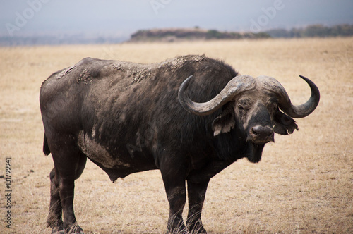 Buffalo in Amboseli