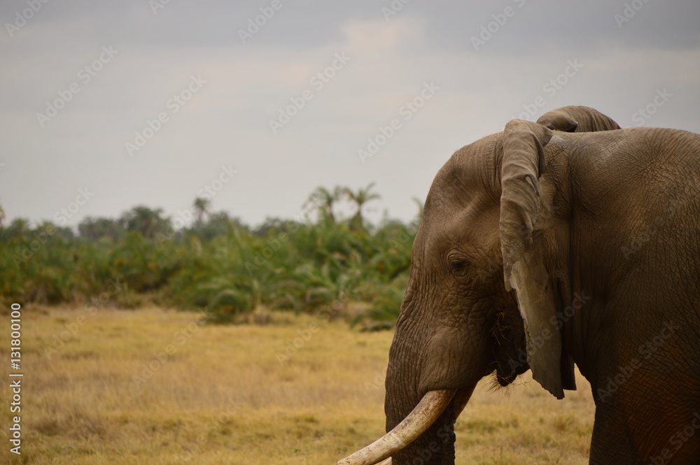 Obraz premium Słoń