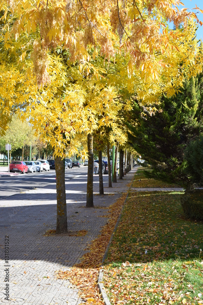 Naklejka premium Copas de árboles en otoño.