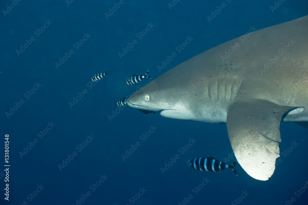 Naklejka premium Longi auf Kuschelkurs