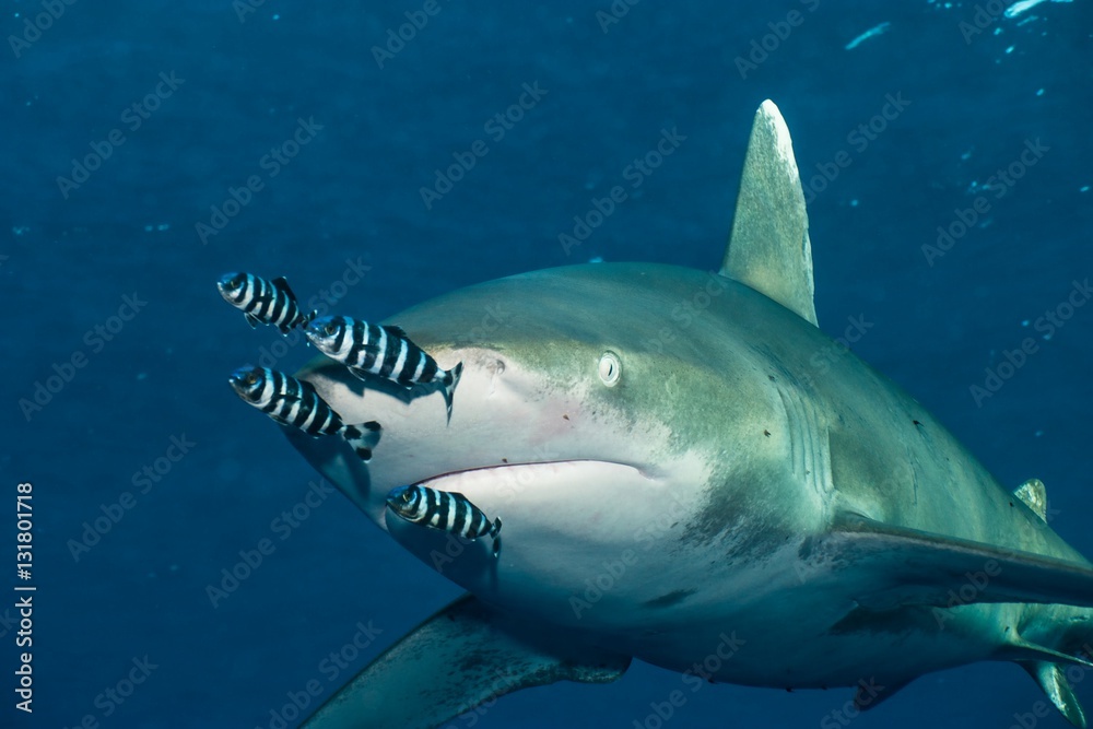 Fototapeta premium Longi auf Kuschelkurs