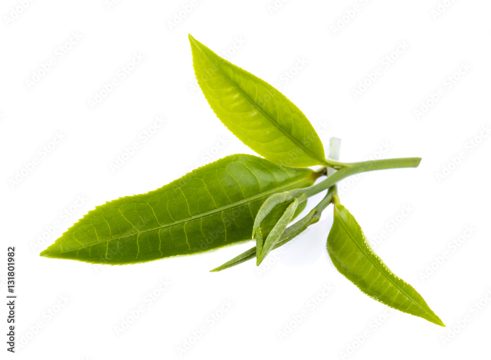 Obraz premium Green tea leaf isolated on white background