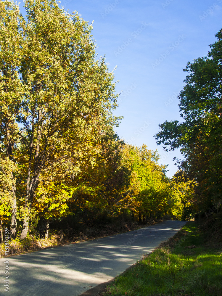 Fototapeta premium A road across a forest at autumn