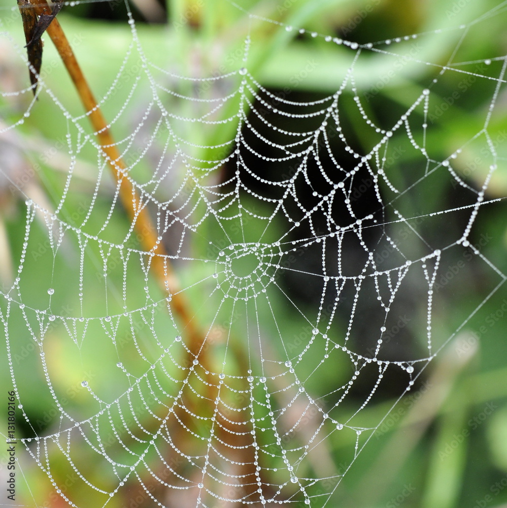 Dewdrops in a spiders web Dewdrops in a spiders web