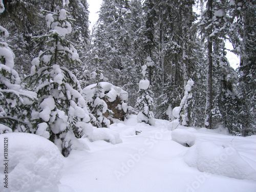 Landscape snowfall in wild dense coniferous forest. Small fir tree covered with snow. High snow drifts.