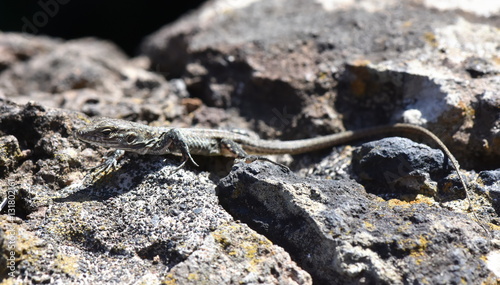 Juvenile Gran Canaria giant lizard Gallotia stehlini