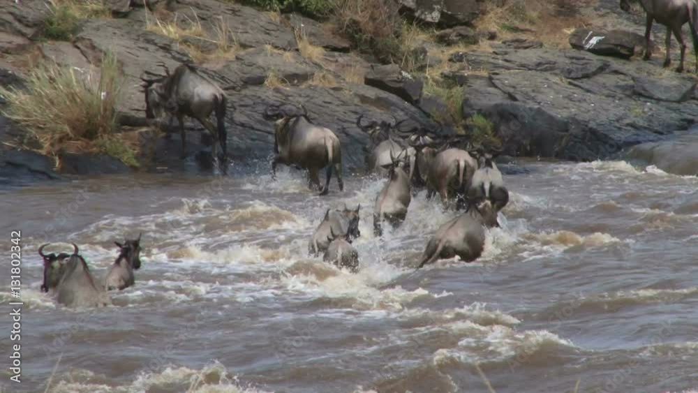 wildebeests being washed away by strong current while crossing mara river. wildebeests being washed away by strong current while crossing mara river.